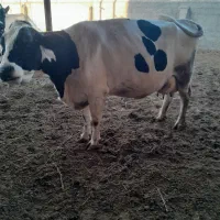 با سلام یه راس گاو شیری با گوساله نر بفروش میرسد