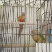 طوطی گرینچیک