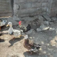 فروش اردک.غاز.مرغ تخم گذار .مرغ خروس پا کوتاه پاپر|حیوانات مزرعه|خشکبیجار, |دیوار