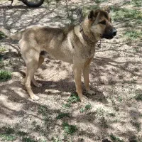 سگ نگهبان خوب و باهوش