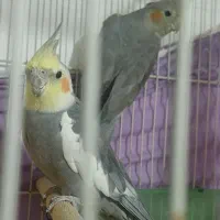 جفت عروس هلندی