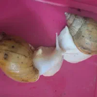 ۵۰ عدد حلزون ۱۴ و ۱۵ سانتی متری دونه ای ۱۰۰ هزار|خزنده|کرج, گلشهر|دیوار