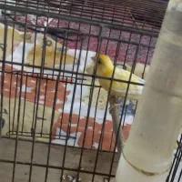 یک عدد قناری نر