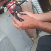 جوجه زاع چشم نوک سفید