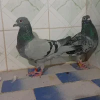 مجسمه