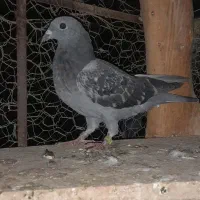 کبوتر پلاکی جوجه