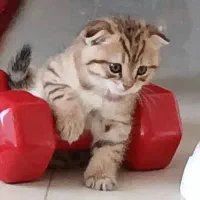 گربه اسکاتیش فولد