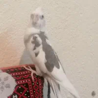 عروس هلندی ماده دو کت|پرنده|اهواز, کمپلو شمالی|دیوار