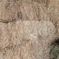 یونجه|لوازم جانبی حیوانات|لالجین, |دیوار