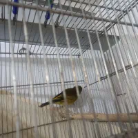 جوجه سهره نرزیردهن سهره بوده کامل رباط کریم|پرنده|تهران, بهارستان|دیوار