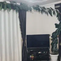 گل گوه فیل|گل و گیاه طبیعی|بانه, |دیوار