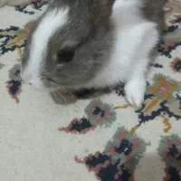 خرگوش بازیگوش و زیبا|موش و خرگوش|سبزوار, توحیدشهر|دیوار