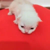 گربه کوچولوزیبا