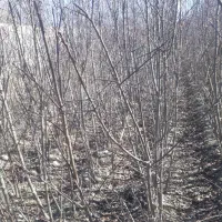 نهالستان نوری فروش انواع درخت های میوه باکیفیت...