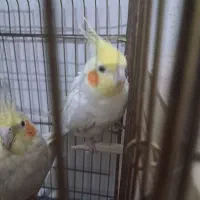 طوطی لوتینو