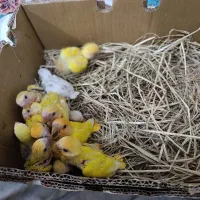 فروش انواع طوطی برزیلی دستی  مارال و اوپال|پرنده|بوشهر, |دیوار