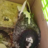 کبوتر پرشی و تزئینی|پرنده|گرمسار, |دیوار