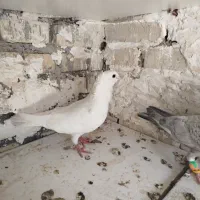 کبوتر دورگ سالم سر حال