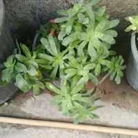 فروش گلهای زیبای آپارتمانی|گل و گیاه طبیعی|آزادشهر, |دیوار