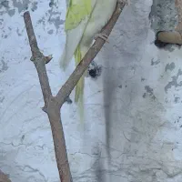 معاوضه مرغ عشق پروانه ایی با سره نر|پرنده|شهریار, شهرک امیریه|دیوار