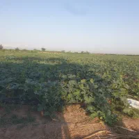 زمین-کشاورزی