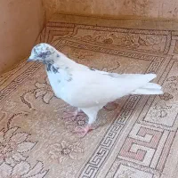 کفتر یا کبوتر پرشی|پرنده|ساوه, |دیوار