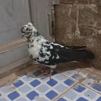 کفتر|پرنده|زارچ, |دیوار