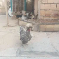 مرغ سلطان