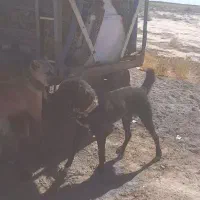 وگذار توله افغان نژاد خالص|سگ|جنگل, |دیوار