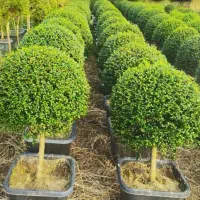 خدمات باغبانی وفضای سبز در تهران وحومه|خدمات باغبانی و درختکاری|تهران, پاسداران|دیوار
