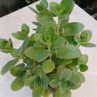 گل اپارتمانی|گل و گیاه طبیعی|زابل, |دیوار