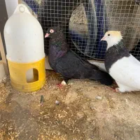 کبوتر سیاه ذاغ