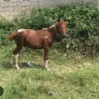 کره اسب ابلق