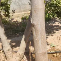 انجیر قدیمی