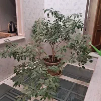 درخت بنجامین