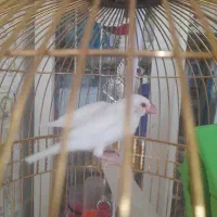 فنج درشت چشم شرابی نر