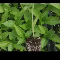 گل زیبا|گل و گیاه طبیعی|صالح آباد (ایلام), |دیوار