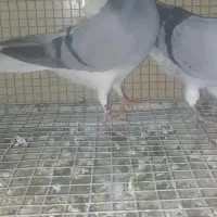 دمگیر بدرنگ ماده خرقه روس دو عدد سبز سبز