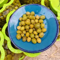 پخش زیتون  مجید|خوردنی و آشامیدنی|رشت, بلوار گیلان|دیوار