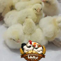 جوجه برهما لایت