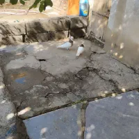 سلام یک جفت طوقی