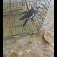 عروس سخنگو