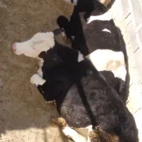 گوساله سیمنتال   ماده