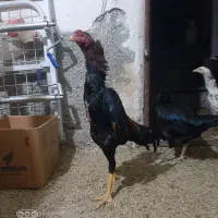 تخم مرغ لاری اوشامو