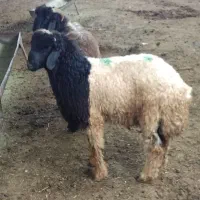 میش بره دار و بره غوچی بختیاری