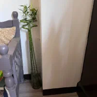 گل و گلدون|گل و گیاه طبیعی|قم, سالاریه|دیوار