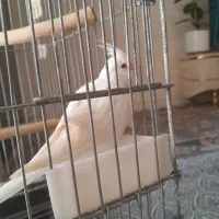 عروس هلندی