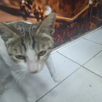 گربه