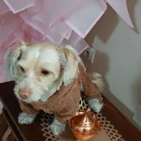 سگ نر تریر|سگ|تهران, مهرآباد|دیوار