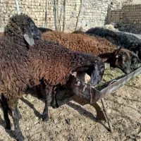بره علف خور شیر مست|حیوانات مزرعه|قم, امامزاده ابراهیم|دیوار